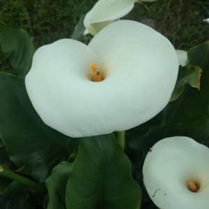 Photographie n°2407390 du taxon Zantedeschia aethiopica (L.) Spreng. [1826]