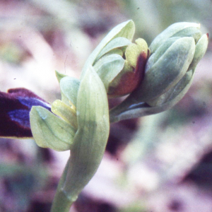  - Ophrys eleonorae Devillers-Tersch. & Devillers [1991]