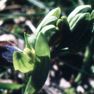 Ophrys eleonorae Devillers-Tersch. & Devillers (Ophrys d'Éléonore)