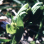  Liliane Roubaudi - Ophrys eleonorae Devillers-Tersch. & Devillers [1991]
