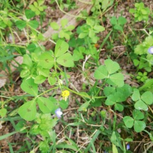 Photographie n°2407409 du taxon Medicago arabica (L.) Huds.