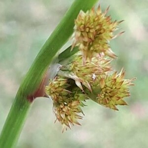 Juncus communis subsp. effusus Bonnier & Layens (Jonc diffus)