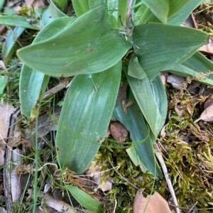 Photographie n°2407415 du taxon Orchis italica Poir.