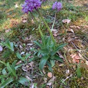  - Orchis italica Poir.