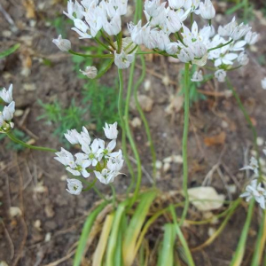 Photographie n°2407487 du taxon Allium trifoliatum Cirillo [1792]