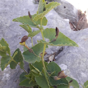 Photographie n°2407526 du taxon Aristolochia pistolochia L. [1753]