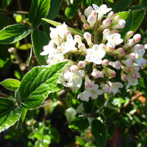 Photographie n°2407602 du taxon Viburnum lantana L. [1753]