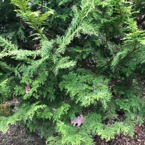 Photographie n°2407804 du taxon Thuja occidentalis L. [1753]