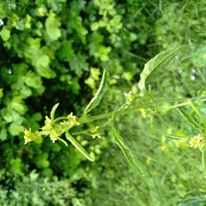 Photographie n°2407889 du taxon Sisymbrium officinale (L.) Scop. [1772]