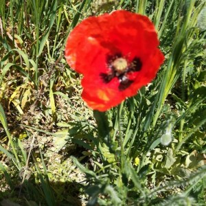 Photographie n°2407915 du taxon Papaver rhoeas L.