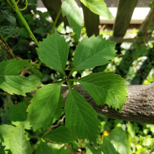 Photographie n°2407927 du taxon Parthenocissus quinquefolia (L.) Planch.