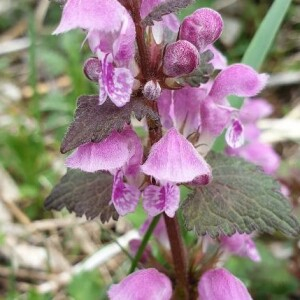 Photographie n°2407947 du taxon Lamium purpureum L. [1753]