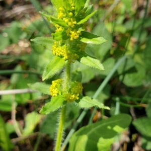 Photographie n°2407980 du taxon Cruciata laevipes Opiz [1852]