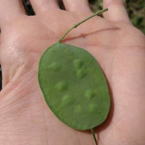 Photographie n°2408019 du taxon Lunaria annua L. [1753]