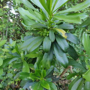 Photographie n°2408133 du taxon Daphne laureola L. [1753]