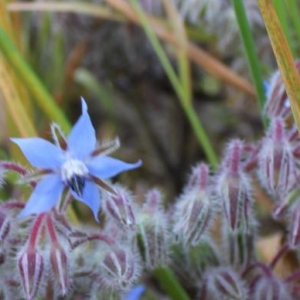 Photographie n°2408140 du taxon Borago officinalis L. [1753]