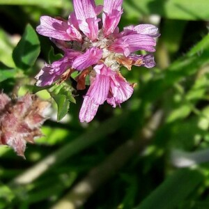 Photographie n°2408160 du taxon Trifolium resupinatum L. [1753]