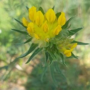 Photographie n°2408443 du taxon Anthyllis vulneraria L. [1753]
