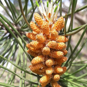 Photographie n°2408591 du taxon Pinus halepensis Mill. [1768]