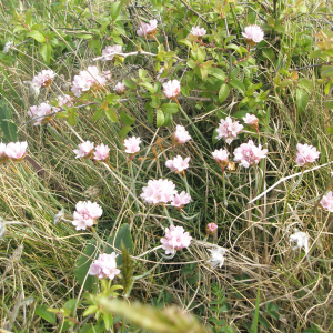 Photographie n°2408612 du taxon Armeria maritima subsp. maritima