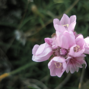 Photographie n°2408617 du taxon Armeria maritima subsp. maritima