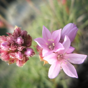 Photographie n°2408618 du taxon Armeria maritima subsp. maritima