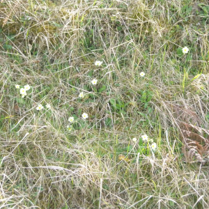 Photographie n°2408629 du taxon Primula vulgaris subsp. vulgaris