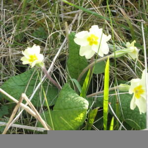 Photographie n°2408630 du taxon Primula vulgaris subsp. vulgaris