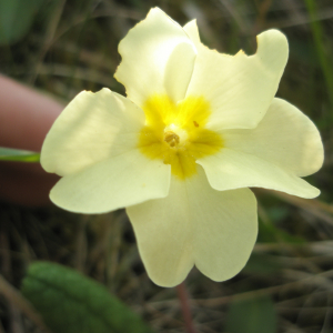 Photographie n°2408632 du taxon Primula vulgaris subsp. vulgaris