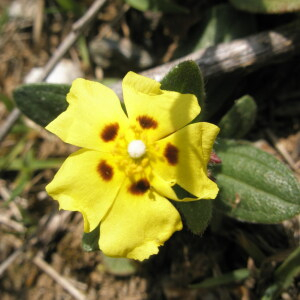 Photographie n°2408638 du taxon Tuberaria guttata (L.) Fourr. [1868]