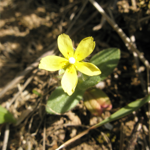 Photographie n°2408639 du taxon Tuberaria guttata (L.) Fourr. [1868]