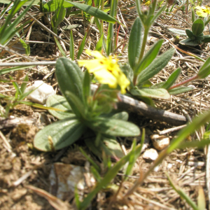 Photographie n°2408640 du taxon Tuberaria guttata (L.) Fourr. [1868]