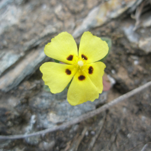 Photographie n°2408641 du taxon Tuberaria guttata (L.) Fourr. [1868]