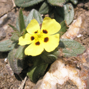 Photographie n°2408642 du taxon Tuberaria guttata (L.) Fourr. [1868]