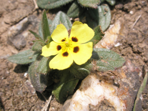 Aurélien Bour, le  4 avril 2008 (Bangor)