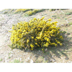 Ulex armoricanus Mabille (Ajonc d'Europe)