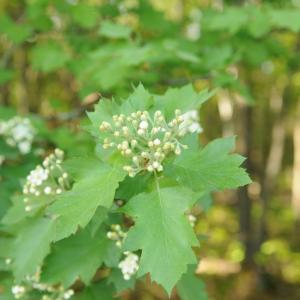 Photographie n°2408687 du taxon Sorbus torminalis (L.) Crantz [1763]