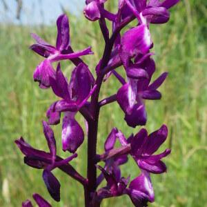 Photographie n°2408731 du taxon Anacamptis laxiflora (Lam.) R.M.Bateman, Pridgeon & M.W.Chase [1997]