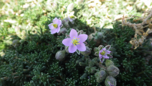 Aurélien Bour, le 28 mai 2016 (Bangor (Goulphar))