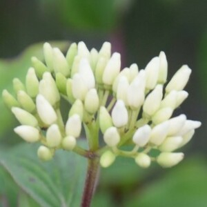 Photographie n°2408793 du taxon Cornus sanguinea L.