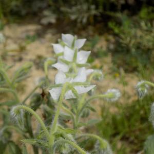 Photographie n°2408837 du taxon Borago officinalis L.