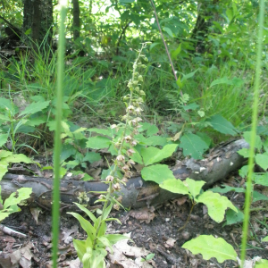 Photographie n°2408962 du taxon Epipactis helleborine subsp. helleborine