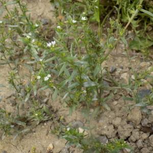 Photographie n°2408980 du taxon Buglossoides arvensis (L.) I.M.Johnst.