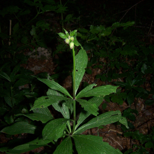 Photographie n°2408991 du taxon Lilium martagon L. [1753]