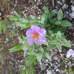 Photographie n°2409028 du taxon Cistus albidus L. [1753]