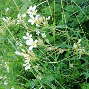 Photographie n°2409143 du taxon Saxifraga granulata L.