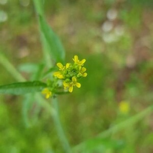 Photographie n°2409182 du taxon Sisymbrium officinale (L.) Scop. [1772]