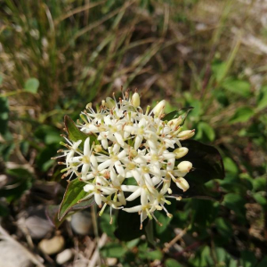 Photographie n°2409305 du taxon Cornus sanguinea L.