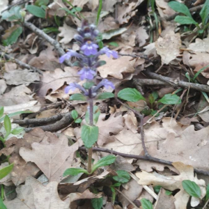 Photographie n°2409360 du taxon Ajuga reptans L.