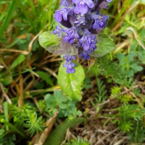 Photographie n°2409459 du taxon Ajuga reptans L. [1753]